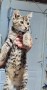 Tiger (7)